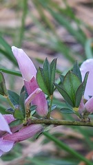 Chamaecytisus purpureus