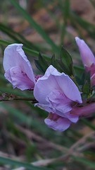 Chamaecytisus purpureus