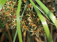 Cyperus hermaphroditus