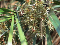 Cyperus hermaphroditus