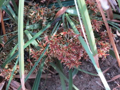 Cyperus hermaphroditus