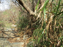 Cyperus hermaphroditus