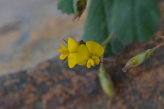Medicago orbicularis