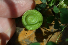 Medicago orbicularis