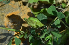 Medicago orbicularis