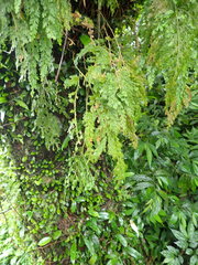 Selaginella involvens