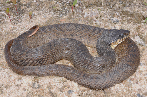 Plain-bellied Watersnake, photo 4 of 7