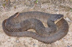 Plain-Bellied Water Snake photo 2
