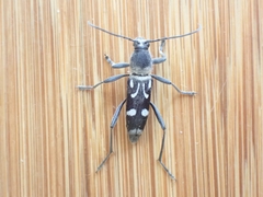 Chlorophorus nivipictus