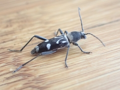 Chlorophorus nivipictus