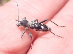 Chlorophorus nivipictus
