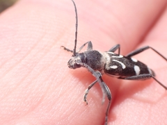 Chlorophorus nivipictus