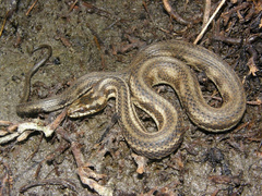 Nerodia clarkii clarkii