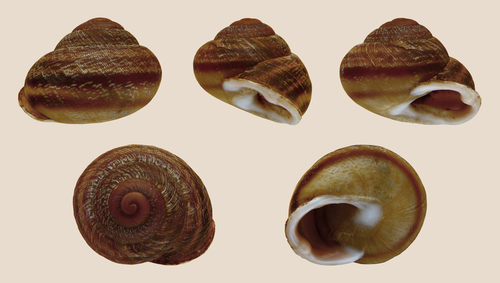Hemicycla glasiana