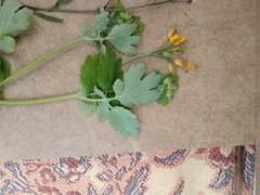 Chelidonium majus