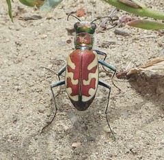 Cicindela lengi