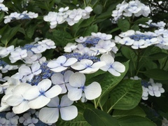Hydrangea