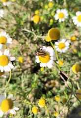 Astylus vittaticollis