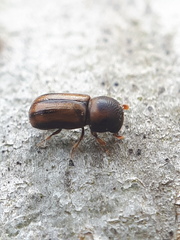 Trypodendron signatum