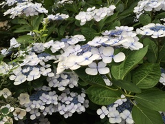 Hydrangea
