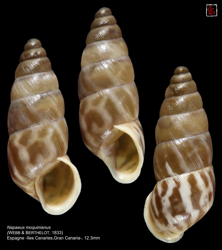 Napaeus moquinianus