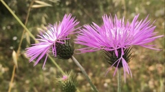 Galactites tomentosus