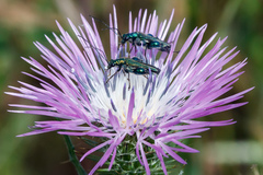 Oedemera nobilis