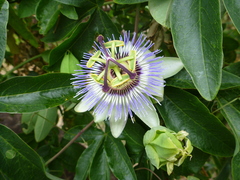 Passiflora caerulea