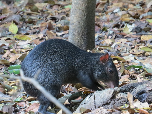 Mexican Agouti