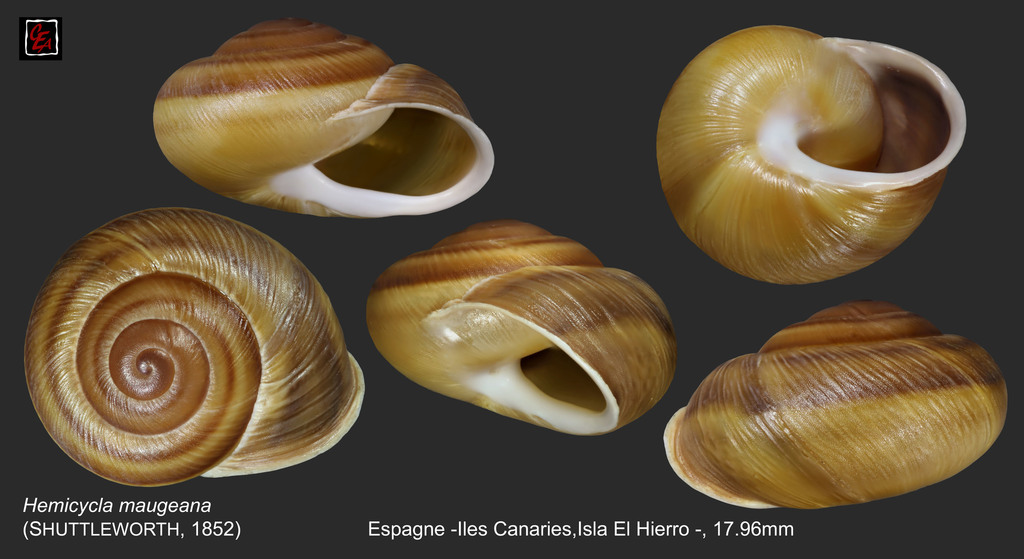 Hemicycla gaudryi