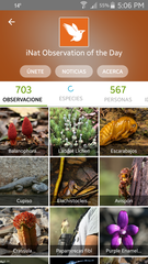 Podocnemis sextuberculata