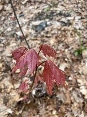 Acer rubrum