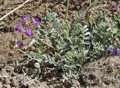 Astragalus missouriensis var. amphibolus
