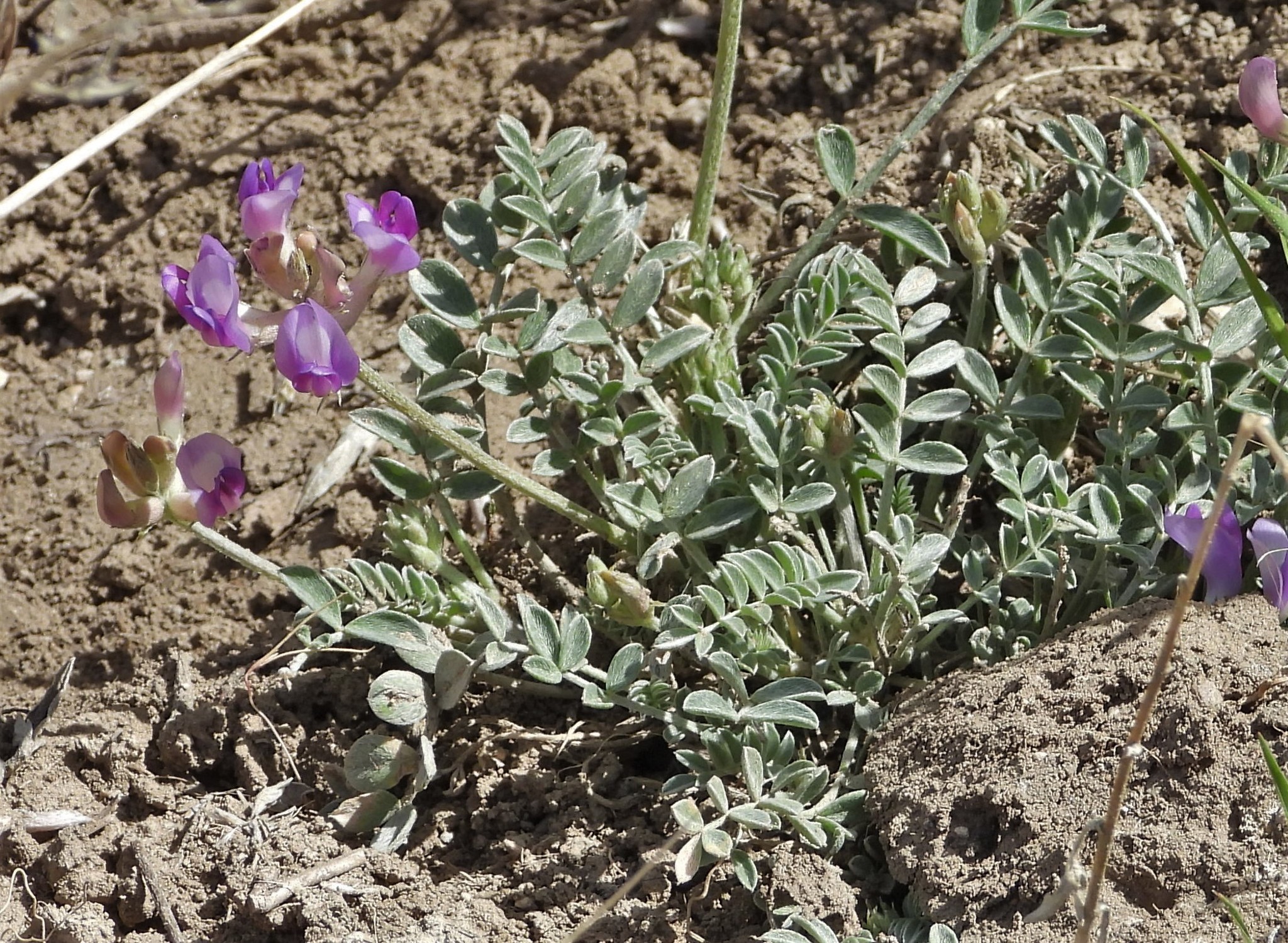 Astragalus missouriensis var. amphibolus