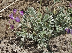 Astragalus missouriensis amphibolus