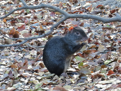 Mexican Agouti