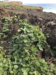 Canavalia cathartica