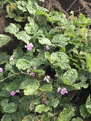 Canavalia cathartica