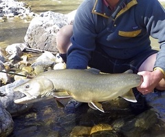 Salvelinus confluentus