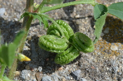Medicago rugosa