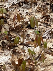 Toxicodendron radicans