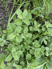 Marrubium peregrinum