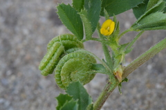 Medicago rugosa