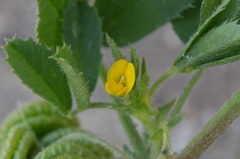 Medicago rugosa