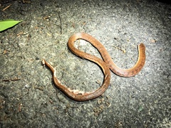 Oligodon cinereus