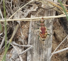 Cicindela lengi