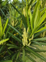 Podocarpus neriifolius