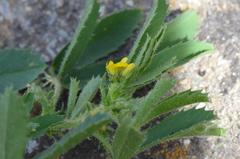 Medicago rugosa