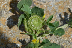 Medicago rugosa