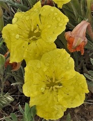 Oenothera flava